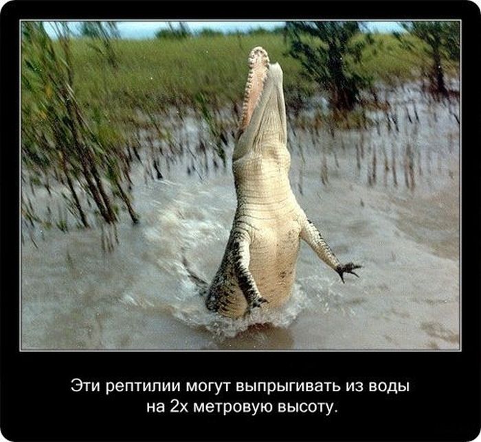  Факты о крокодилах  Fakti_01