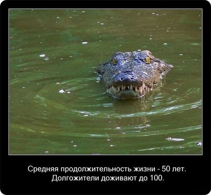  Факты о крокодилах  Fakti_03