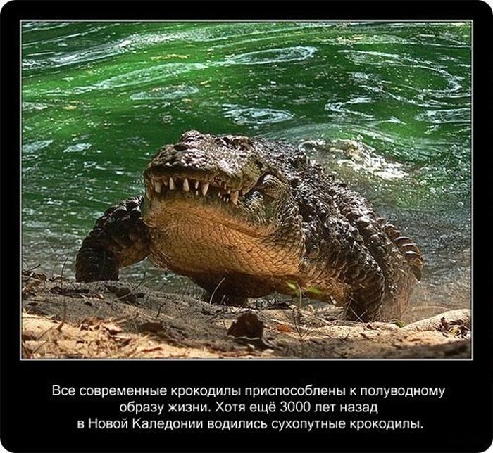  Факты о крокодилах  Fakti_05