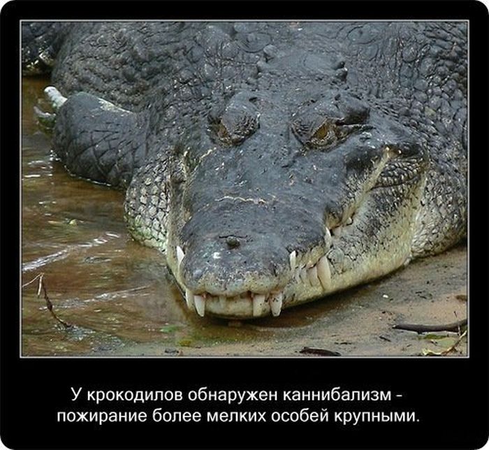  Факты о крокодилах  Fakti_06