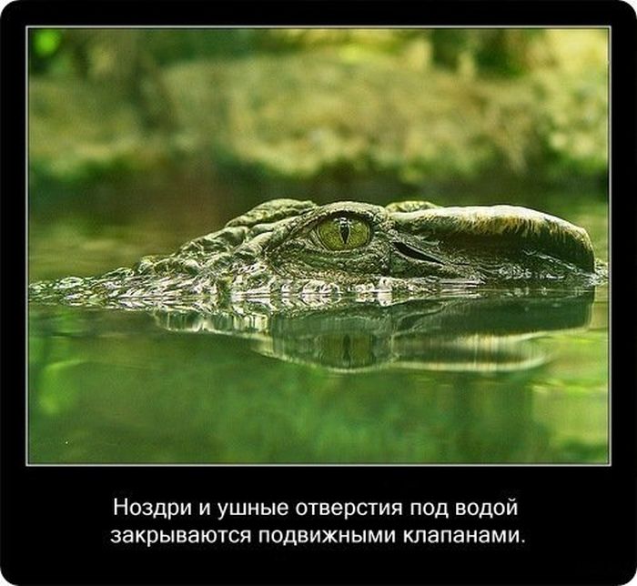  Факты о крокодилах  Fakti_07