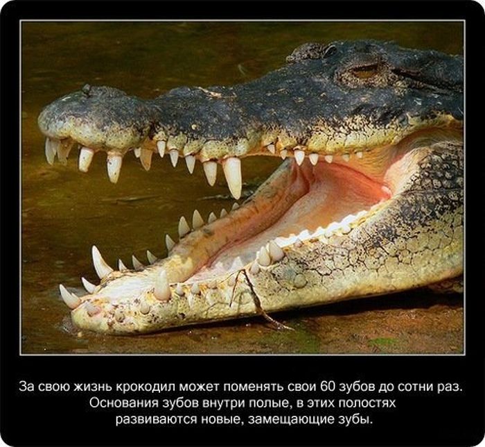  Факты о крокодилах  Fakti_08