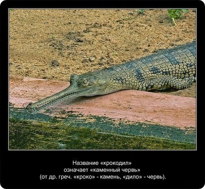  Факты о крокодилах  Fakti_09