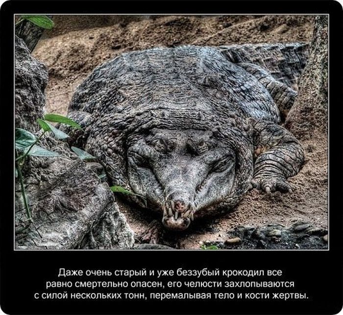  Факты о крокодилах  Fakti_10
