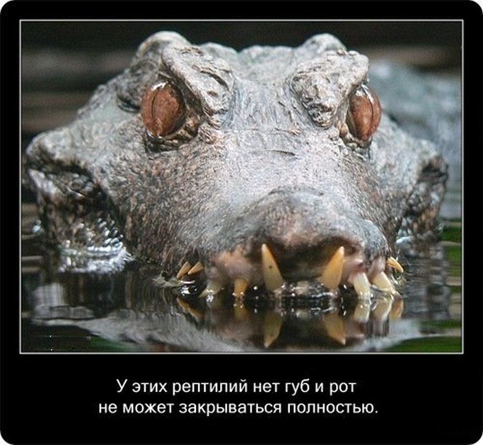  Факты о крокодилах  Fakti_15