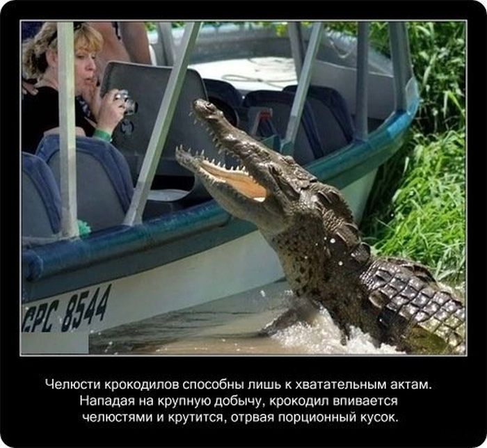  Факты о крокодилах  Fakti_18