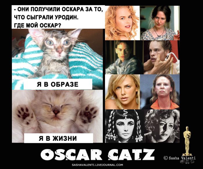 Коты и "Оскар" (7 картинок)