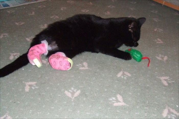 Кот с протезами (10 фото)
