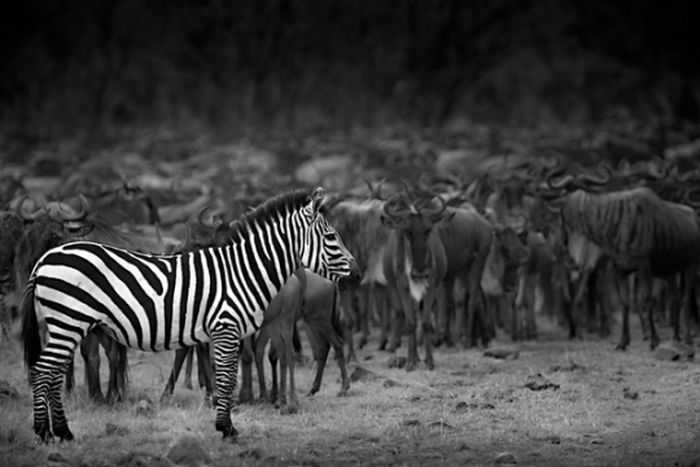 Черно-белые фотографии животных (50 фото)