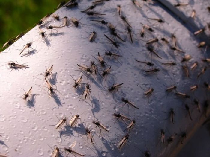 Минскую область атаковали комары (18 фото)