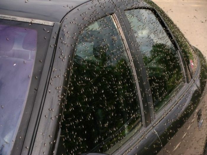 Минскую область атаковали комары (18 фото)