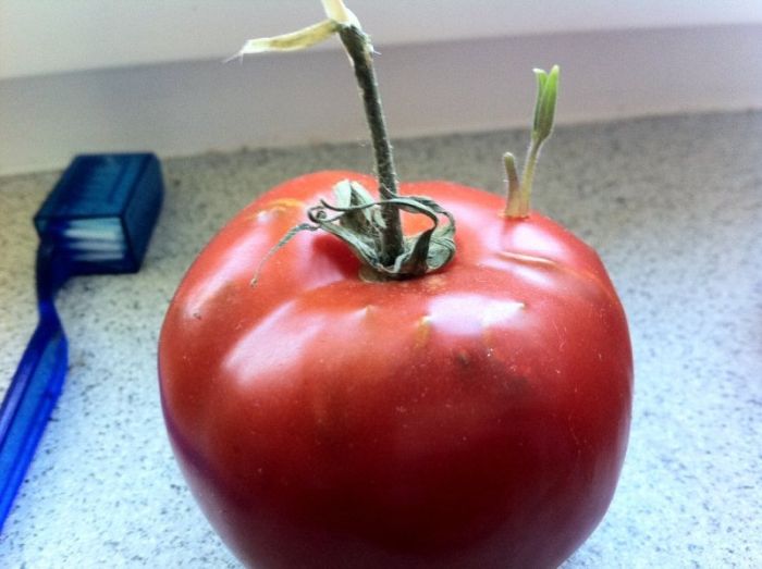Забытый помидор (12 фото)