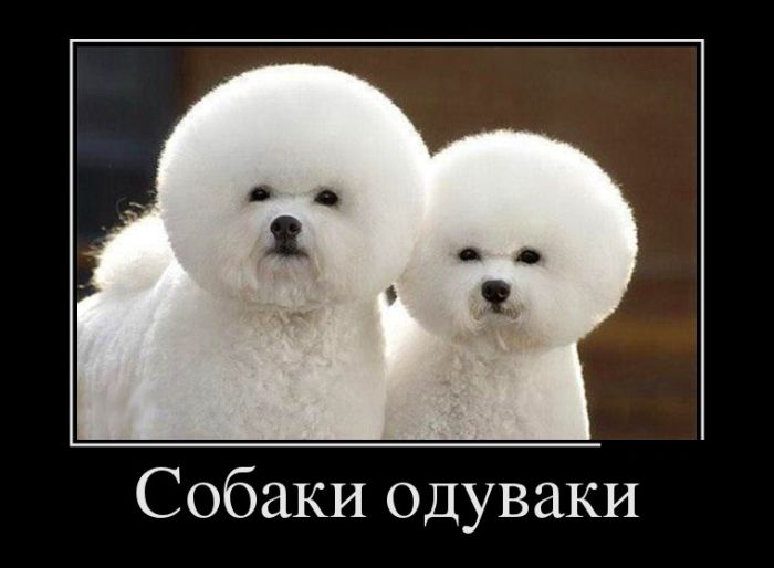 http://trinixy.ru/pics5/20130905/demotivatory_05.jpg