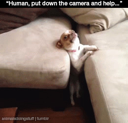 Самые смешные собаки 2013 года (26 Фото + 12 Анимации)