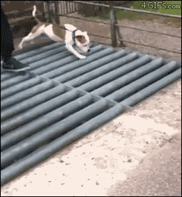 Самые смешные собаки 2013 года (26 Фото + 12 Анимации)