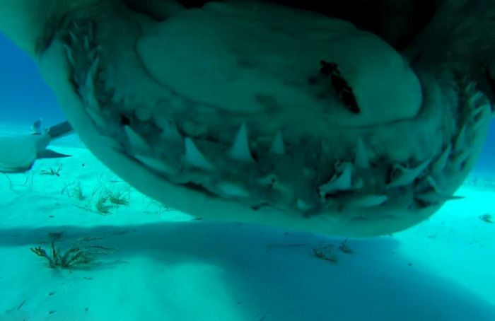 Удивительный кадр: Фотограф один на один с акулой (11 фото)