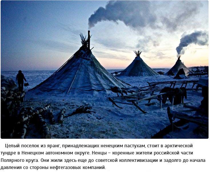 Жизнь в суровых условиях арктической тундры (23 фото)