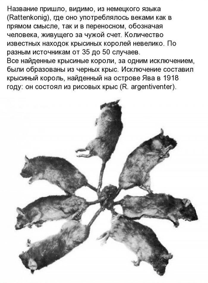 "Крысиный король" - необычное явление, которому нет научного объяснения (11 фото)