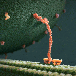 Что происходит с белком внутри живой клетки