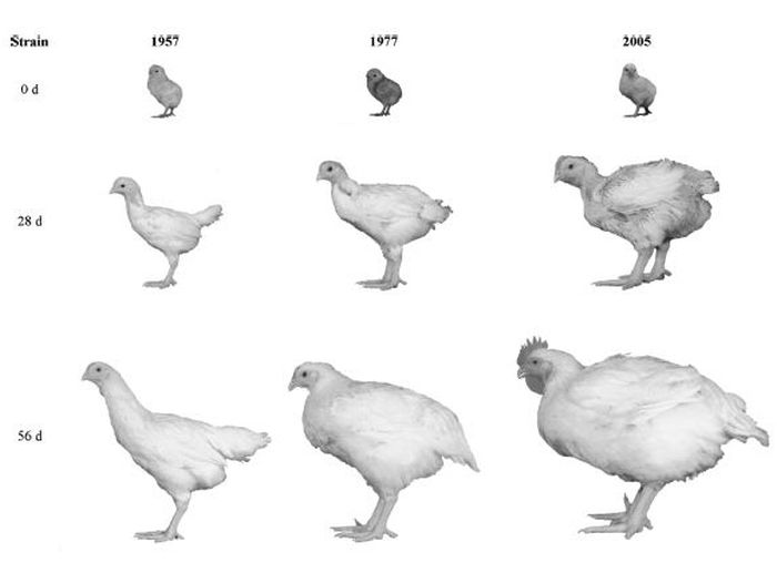 Селекция как она есть или цыплята-мутанты (3 фото)