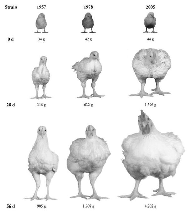 Селекция как она есть или цыплята-мутанты (3 фото)