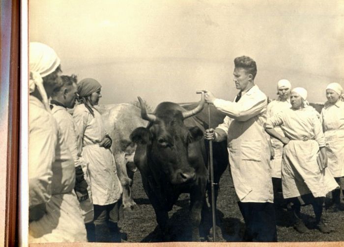 Совхоз имени Калинина, 30-е годы  (30 фото)