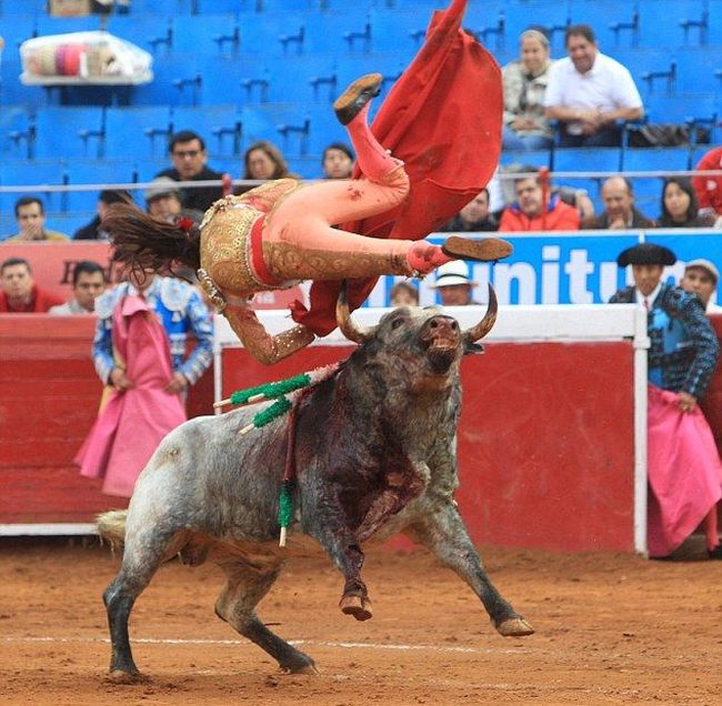 Female Bullfighter Gets Gored By Bull (3 pics)