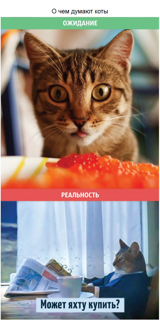 Кошки: ожидания и реальность (10 фото)