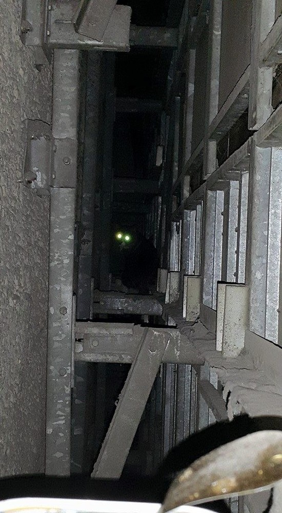 В стене каирского метро пять лет жил кот (6 фото)