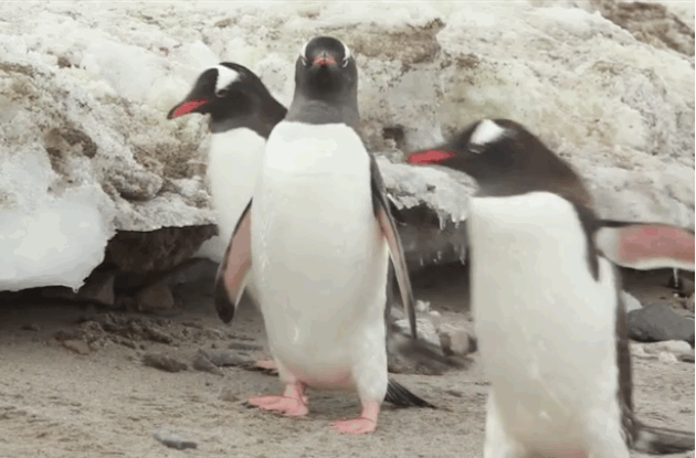 Почему сокращается популяция пингвинов