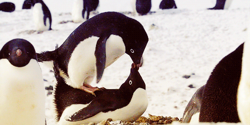 Почему сокращается популяция пингвинов