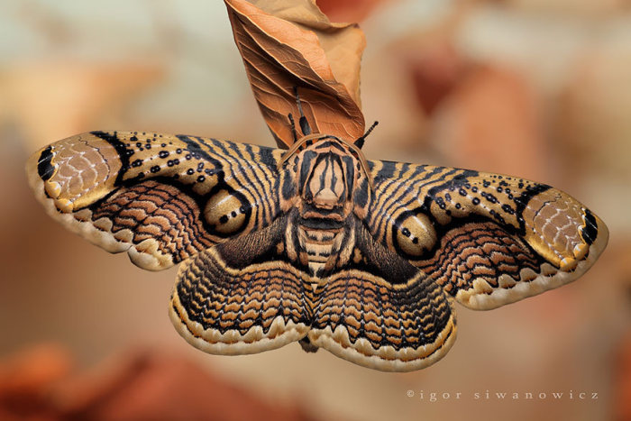 Из отвратительных гусениц в прекрасные бабочки (36 фото)
