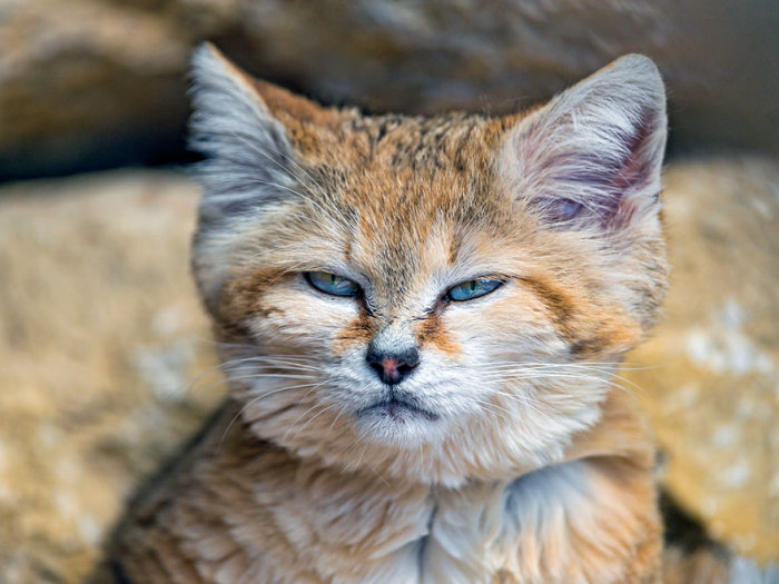 Барханный кот - кот, который всегда остается похожим на котенка (10 фото)