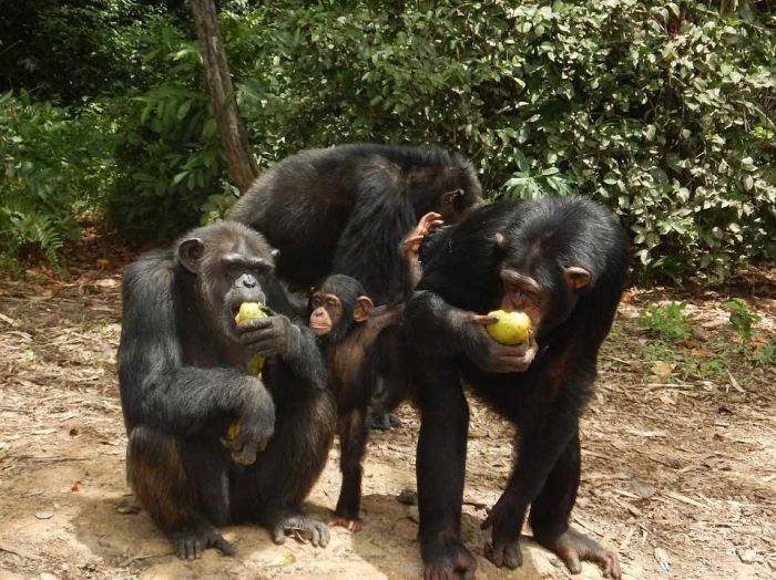 История 66 шимпанзе, брошенных на произвол судьбы после окончания экспериментов (10 фото)