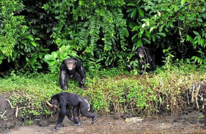 История 66 шимпанзе, брошенных на произвол судьбы после окончания экспериментов (10 фото)