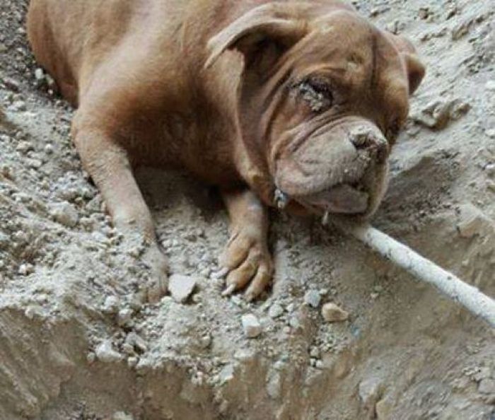 Во Франции требуют строгого наказания для парня, заживо закопавшего собаку (4 фото)