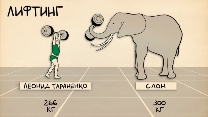 Спортсмены в сравнении с животными (4 картинки)