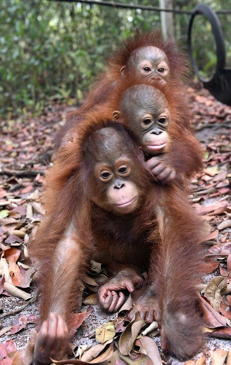 Спасенные детеныши орангутана быстро освоились на новом месте (11 фото)