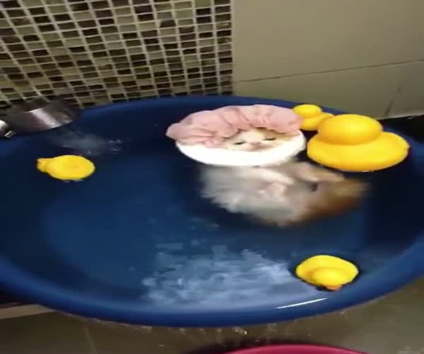 Смешной кот принимает ванну