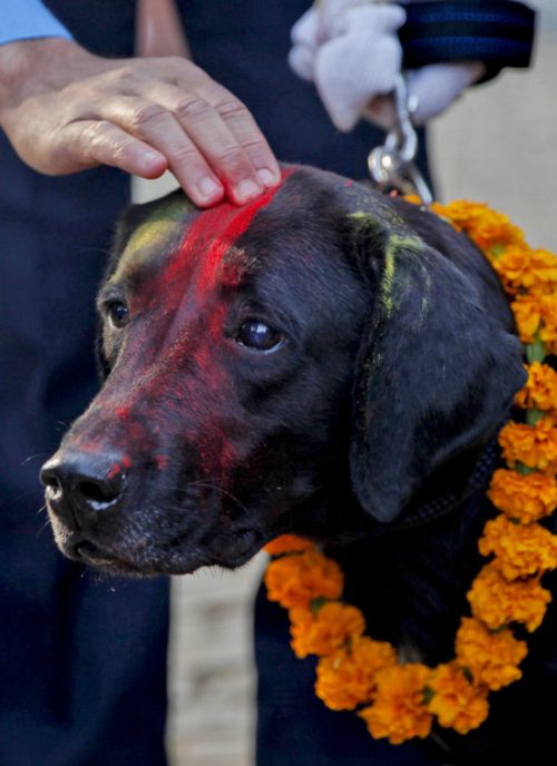 Кукур Тихар - непальский праздник почитания собак (9 фото)