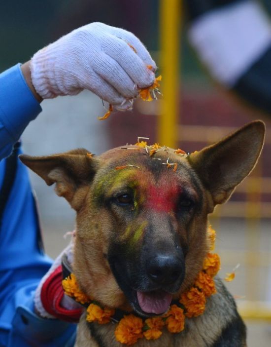 Кукур Тихар - непальский праздник почитания собак (9 фото)