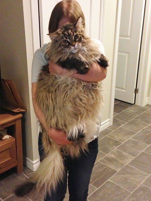 Мейн-кун - самые крупные домашние кошки в мире (29 фото)