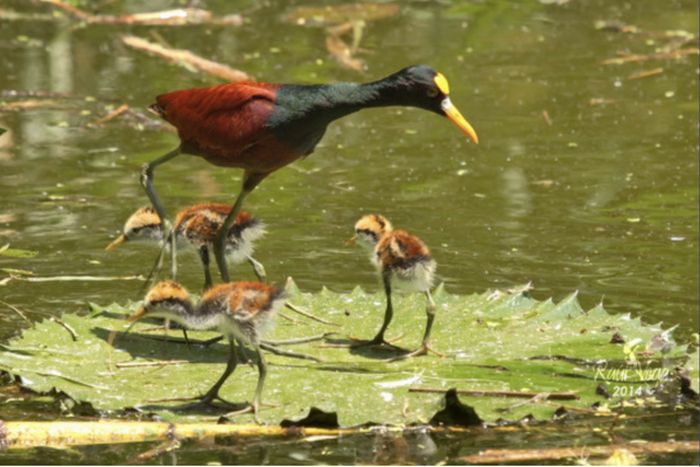 Забавная птица из семейства якановых (4 фото)
