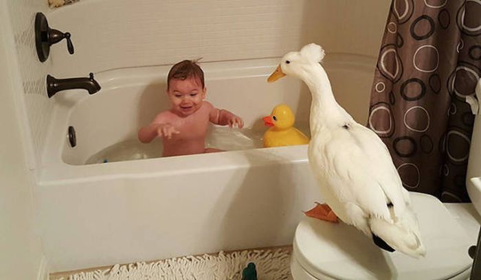 Meet The Little Boy That Became Best Friends With A Duck (13 pics)
