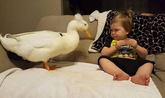 Meet The Little Boy That Became Best Friends With A Duck (13 pics)