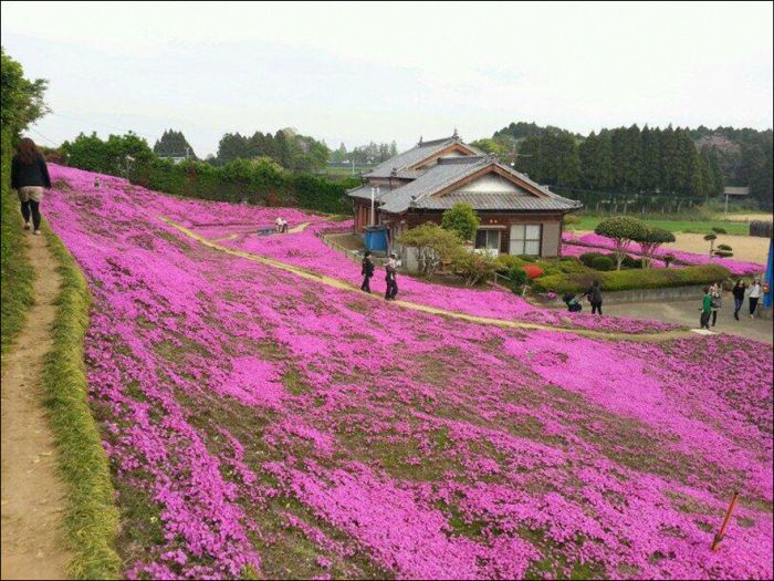 Японский фермер разбил гигантский цветник ради слепой жены (9 фото)