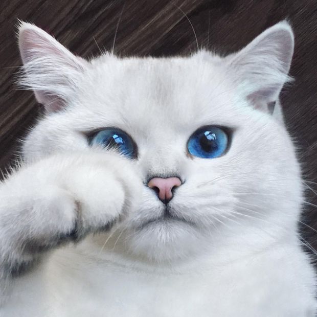 Коби - кот с самыми красивыми глазами (17 фото)