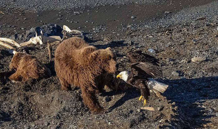 Медведица убила белоголового орлана, позарившегося на ее добычу (6 фото)