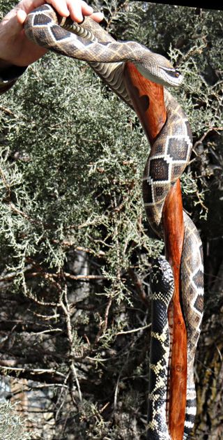 Невероятно реалистичные трости в виде змей (9 фото)