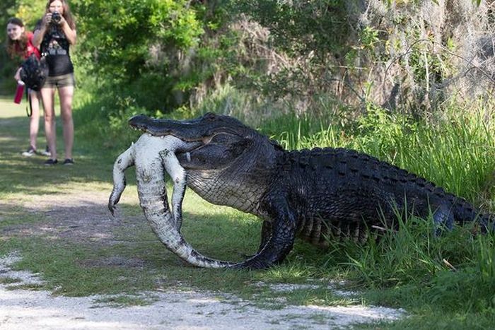 Обычное явление в мире крокодилов (5 фото)